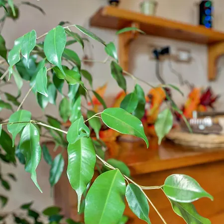 לינה וארוחת בוקר Il Girasole 3*